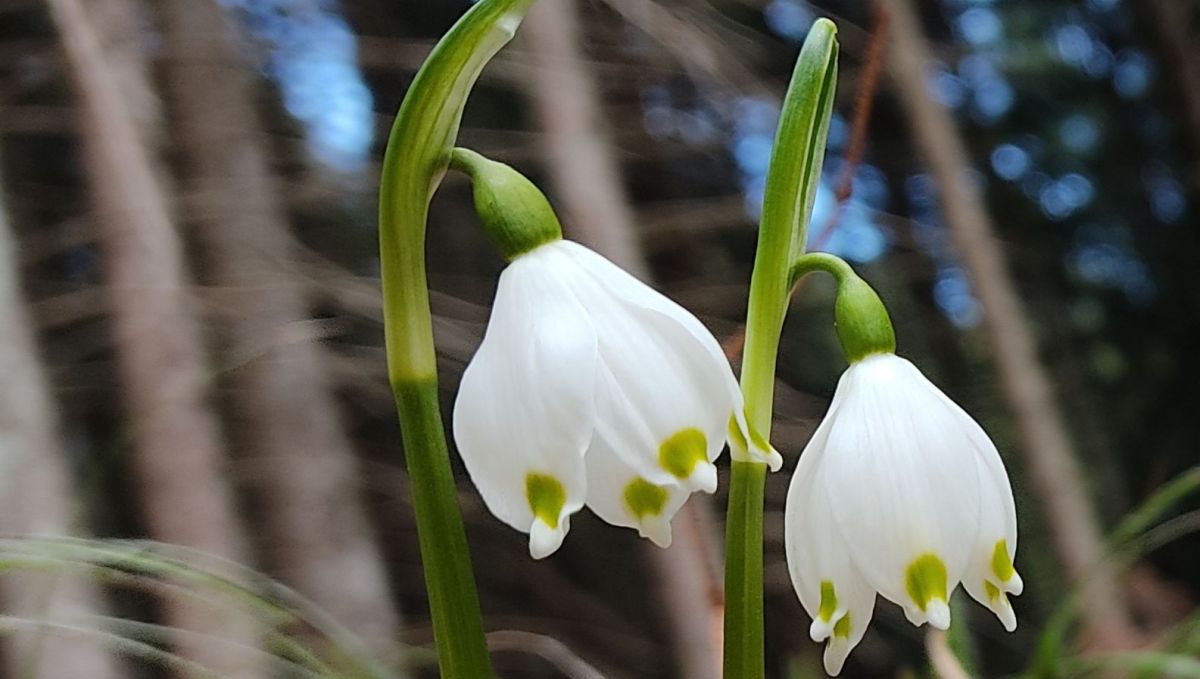 Delicatezze di fine inverno nella Foresta Alta Val Parma
