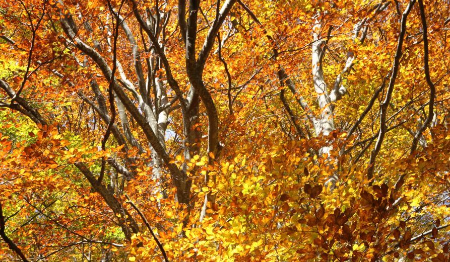 Foliage nella Foresta: la fioritura autunnale della faggeta